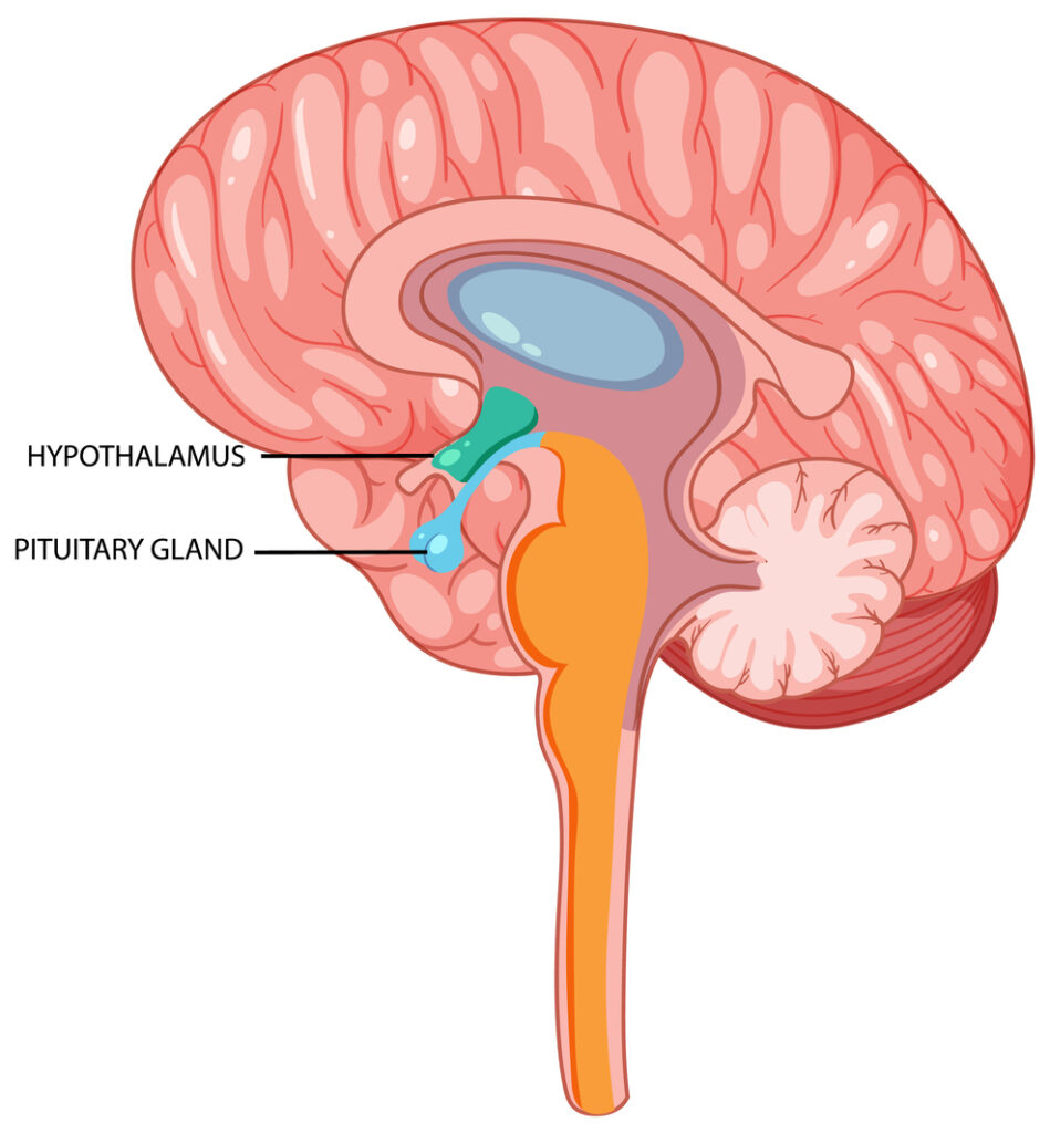 hypothalamus, pituitary image