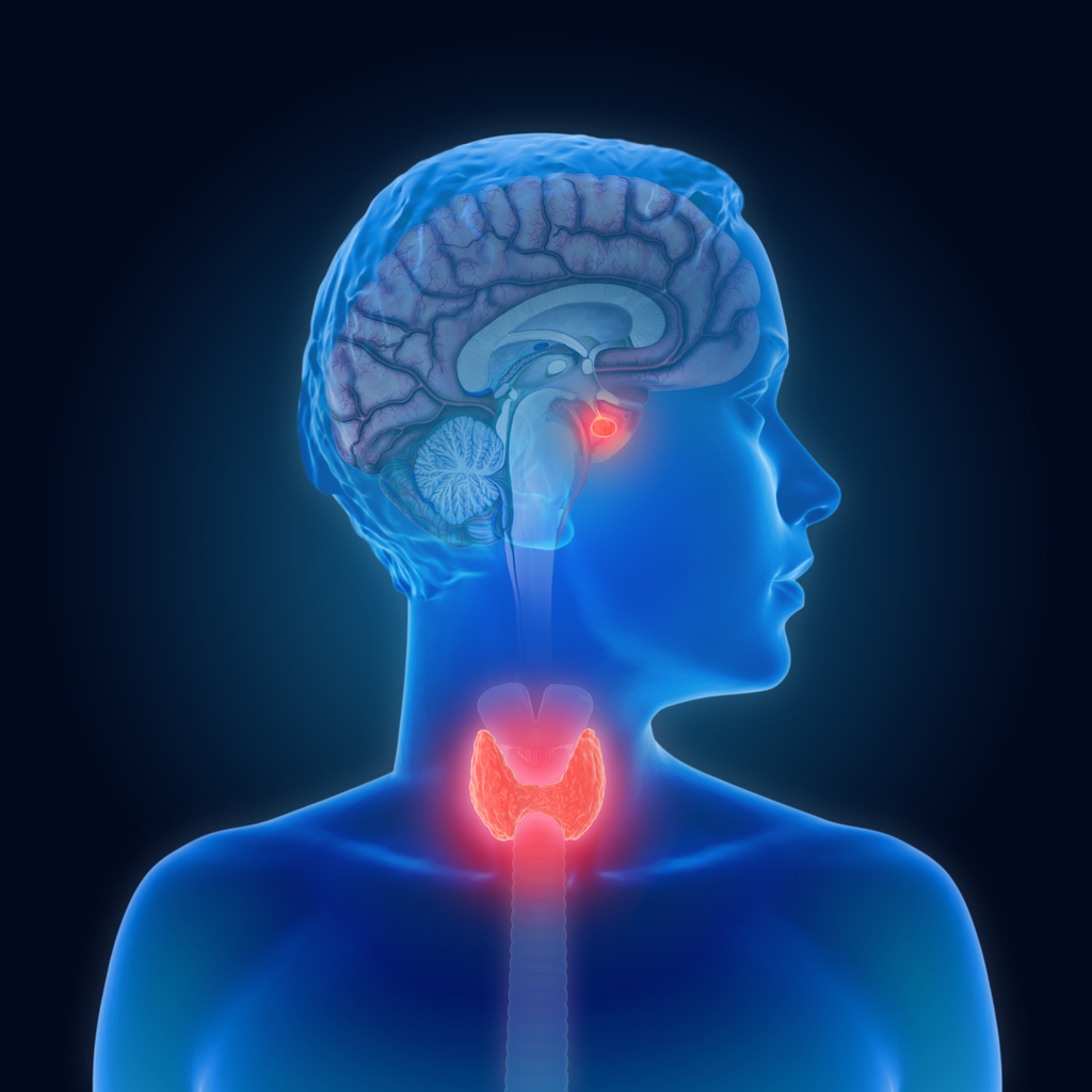 image -pituitary, thyroid
